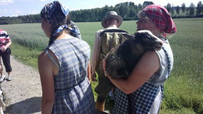 Eläimet kulki myös evakkomatkat, myös talvella 1939-40 ja kesällä 1944.    
