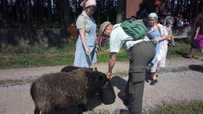 Eläimet kulki myös evakkomatkat, talvella 1939-40 ja kesällä 1944.    
