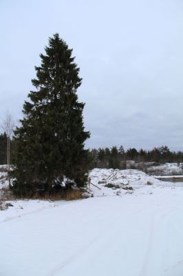 Suomi 100, luovutetussa Karjalassa
Kävimme Suomi 100 tapahtuman jälkeen isoisäni Ukko-Roopen talonpaikalla. "Uusi vuokralainen" rakentaa sinne mökkiä. Ukko-Roopen kotikuusi 
Avainsanat: Karjala;Suomi 100;Suomi100;Lumivaara;luovutettu Karjala;evakko;Seppo Rapo;Laatokka;Kumola;sankarihautausma