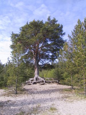 Sotahistoriaa Itä-Kannaksella 1-4.6.2001
Laatokan rantaa lähellä Käkisalmea. Paikka taisi olla Porkanniemeä
