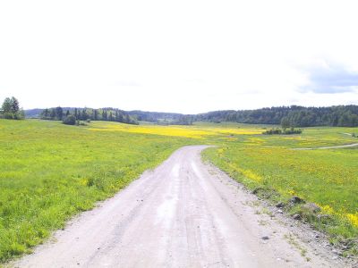 Matkalla kohti Kojenryhmää, voikukat kukkii.
Edessä taivaanrannassa on Laatokka ja sen rannalla oli äitini koti.
