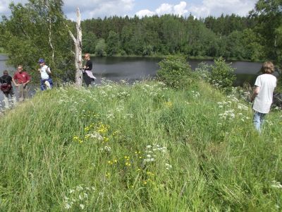 Isän kotitalon paikka, granaatin pätkäsemä rantakoivu taustalla
