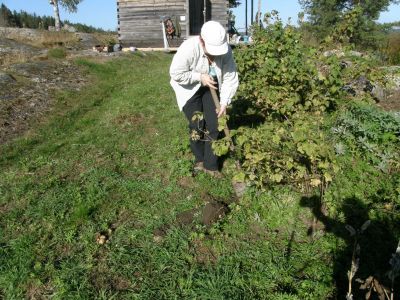 Muistomatka 70 v evakkoon lähdöstä.
Suomalain perunanviljelijä, Raija.
