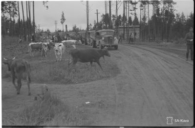 Jatkosodan karjanajoa/ SA-kuva
Kannaksen suuret ja laadultaan erinomaiset karjat seuraavat kolonnan mukana tai sotilaiden ajamana kohti Kanta-Suomea.
Viipuri 1944.06.19
Avainsanat: Jatkosota, karja