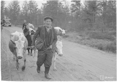 Jatkosodan karjanajoa/ SA-kuva
Karjalainen isäntä saapuu karjoineen lastauspaikalle.
Haitermaa 1944.06.18
Keywords: Jatkosota, karja