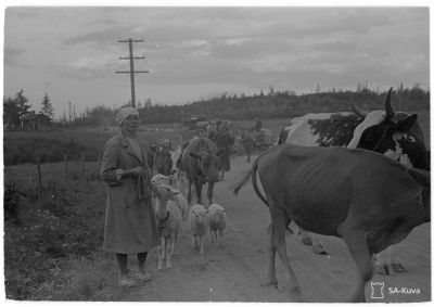 Talvisodan kärsimykset ovat uusiintuneet, vaikkakin kesä helpottaa karjan kuljetusta.
Maantie Jääski-Antrea 1944.06.25
Avainsanat: Jatkosota, karja