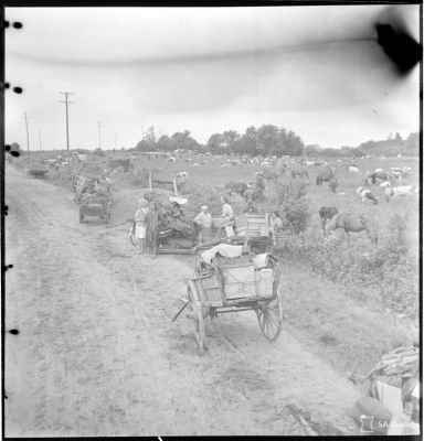 Jatkosodan karjanajoa/ SA-kuva
Illan tullen siirtolaiset keskeyttävät matkansa ja päästävät karjansa laitumelle.
Parikkala 1944.06.30
Avainsanat: Jatkosota, karja