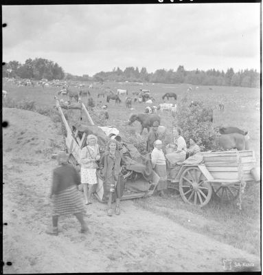 Jatkosodan karjanajoa/ SA-kuva
Illan tullen siirtolaiset keskeyttävät matkansa ja päästävät karjansa laitumelle.
Parikkala 1944.06.30
Avainsanat: Jatkosota, karja