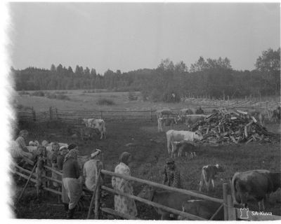 Jatkosodan karjanajoa/ SA-kuva
Karjan evakuointi on ammattitaitoisen henkilökunnan valvonnassa ja hoidossa. Kuvassa lehmien lypsy käynnissä.
Muuanto 1944.07.01
Avainsanat: Jatkosota, karja