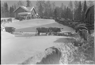 Talvisodan karjanajoa/ SA-kuva
Karjan evakuointia Kortelassa
Kortela 1940.03.15
Avainsanat: Talvisota, karja