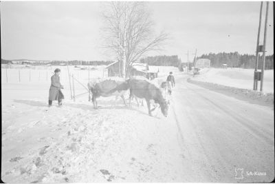 Talvisodan karjanajoa/ SA-kuva
Karjan evakuointia Värtsilässä
Värtsilä 1940.03.17
Avainsanat: Talvisota, karja