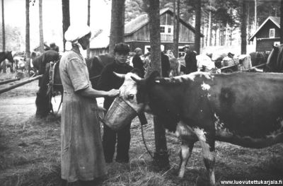 Elsa ja Toivo Poutanen (Kurkijoki) marssitauolla jossain matkalla. Tämä Hertta lehmä käveli Joroisiin asti, mutta sitten sorkat kuluivat, että ei enään voinut kävellä. Äiti jätti sen Joroisten pappilaan Aino Suontaustan hoitoon jossa se oli useamman vuoden. Valokuvannut valokuvaaja Pekka Kyytinen   
