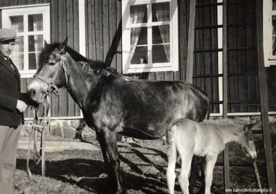 Isäntä ja hevoset. Talon poika Olavi Nauvosta jossa olimme evakossa 1940.
