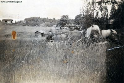 Väinö Lankinen niittämässä heinää v. 1942. Takana Sivin (?) sauna ja rakennusten rauniot. 
