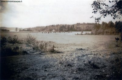 Juhana Lankisen peltoaukea Kavonsalmella. Taustalla Kokon talo v. 1942. 
