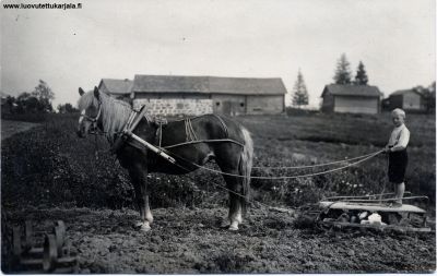 Kaukola Paavilanmäki 13 Simo Pessin talous rakennukset taustalla, kevättyöt käynnissä, pellolla Ensio Simonpoika Pessi äestämässä Selma nimisellä tammalla noin 1931- 32.
