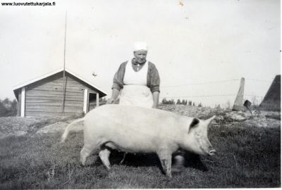 Kuva Paavilan mäeltä keväällä 1942, kuvassa sotasaalis sika, joka Pessin perheen palatessa syksyllä 1941 takaisin koti tanhuvilleen, oli jäänyt venäläisväestön jälkeen Pessin talon pihapiiriin, Maria Pessin hoidossa siitä kasvoi näyttävä sika, jota odotti tuomiotaan kenttäoikeuden käynnissä.
