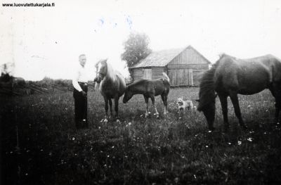Kivennapa, Ikolan kylä, Otto Mikkolaisen ja Jaakkolan hevoset v. 1936.
