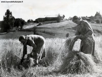 Pellavanviljely. 1930-luku. Kuvannut: Hyytinen tai Hynynen  
