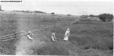 Mannosen niityllä heinää niittämässä ovat Mooses Talsi, Maija-Liisa Talsi ja Hilma Tolsa.
