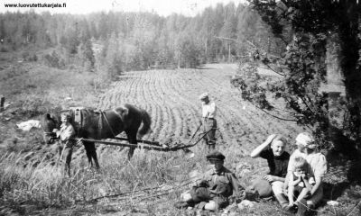 Perunankylvöä Muolaan Kilteen kylässä 1943. Kuvassa August Hautakangas, hevosta taluttaa Reino Järvinen. Muut kuvassa Selma Hautakangas, Eeva Niemi os. Järvinen, pojat Heikki ja Pertti Järvinen.
