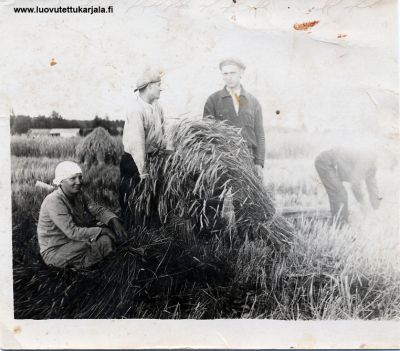 Karjalassa ruispelolla. Keskellä (kolmas vas.) Kalle Partanen, agrelogi Pekka Ikäheimon tilalla VPL Pyhäjärven Tiituan kylässä. 
