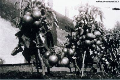 Mäntylän tomaatit. Kuva otettu jatkosodan aikoina todennäköisesti Palkealassa kuvan ottajan oma kertoman mukaan Seppo Rapo.lle. Kuvaaja Urpo Mäntylä.
