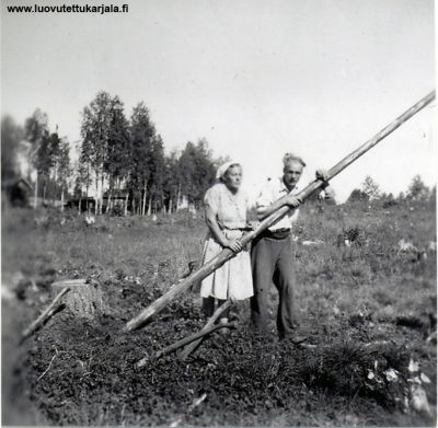 Myöhemmin Veikko toi taloomme miniän, itselleen elämäntoverin. Nyt Hanna apuna kannonnostossa. Kuva: Tuovi  Tönningin kokoelmasta.
