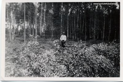 Salmilainen kaskenraivaaja 1938.
