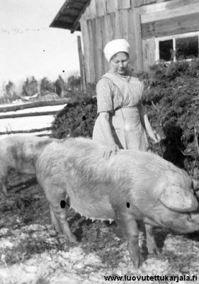 Terijoen Kuokkala. Kuvan omistajan äiti Hanna Veijalainen emakon kanssa sikojen ulkoilualueella. 
