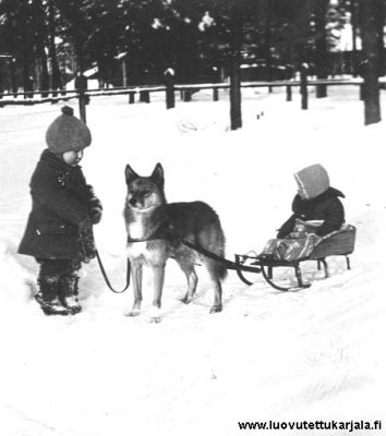 Terijoki 1936. Lapset Anja ja Raimo Kohia koiransa Hilpan vetämässä pulkassa. 
