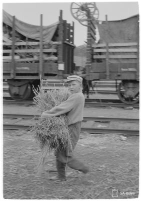 Jatkosodan karjanajoa/ SA-kuva
Nuori evakko kantaa heinää karjalle.
Riihimäki 1944.06.27
Avainsanat: Jatkosota, karja