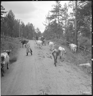 Jatkosodan karjanajoa/ SA-kuva
Karjan kuljettajat ovat vaikeimmassa asemassa, sillä lehmälaumat on pidettävä koossa vilkkaasta liikenteestä huolimatta.
Parikkala 1944.06.30
Avainsanat: Jatkosota, karja