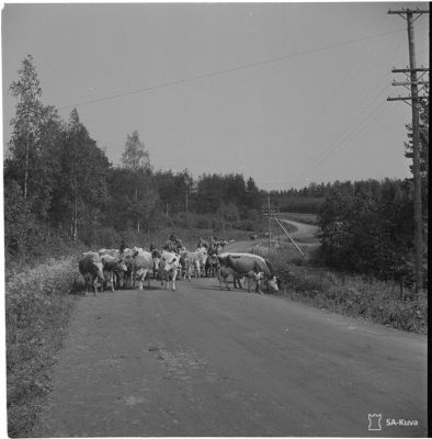 Jatkosodan karjanajoa/ SA-kuva
Kotinsa jättäneitä Salmilaisia kuljettamassa lehmiä Pitkärantaan saadakseen karjansa turvaan sisä-Suomeen.
Pitkäranta 1944.07.03
Keywords: Jatkosota, karja