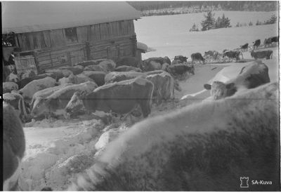Talvisodan karjanajoa/ SA-kuva
Karjan evakuointia Kortelassa
Kortela 1940.03.15
Avainsanat: Talvisota, karja