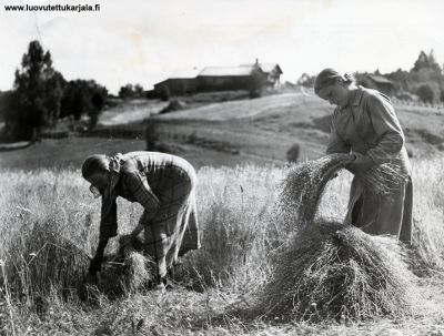 Pellavanviljely. 1930-luku. Kuvannut: Hyytinen tai Hynynen  
